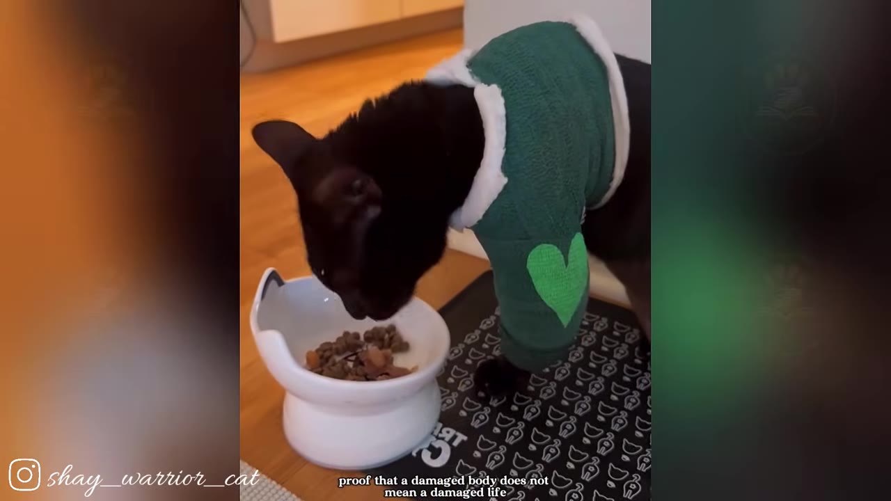 A black cat wearing a green sweater with a light green heart on the sleeve eats food from a white bowl.