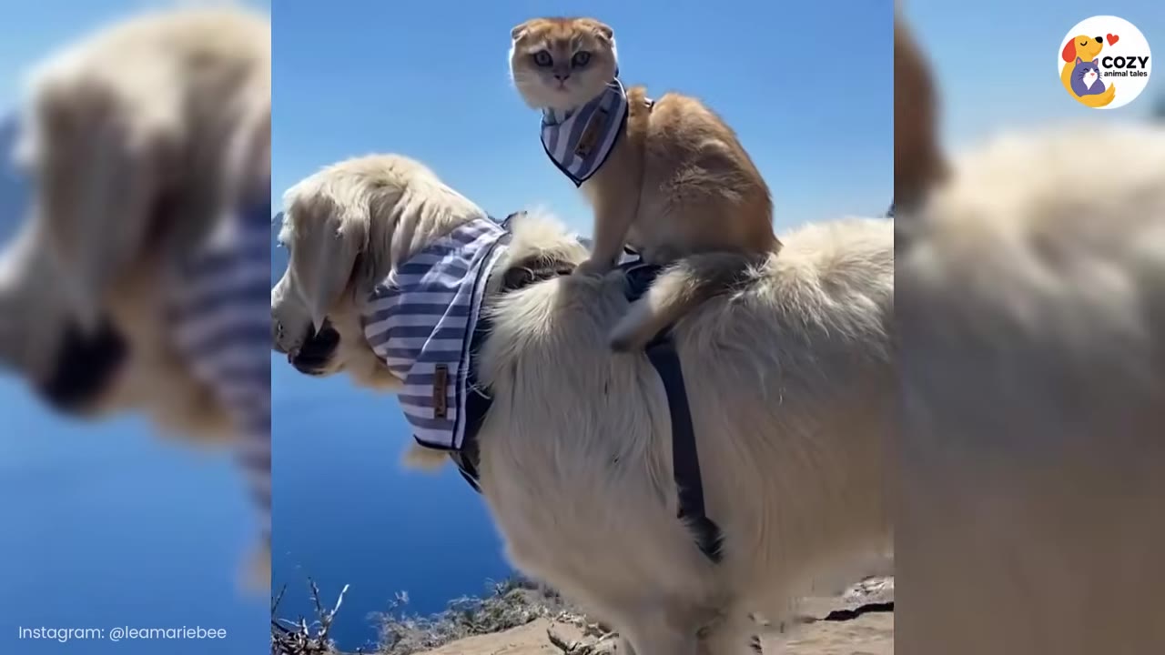 A small light-brown cat wearing a blue-and-white striped bandana sits on the back of a fluffy golden retriever, who is also wearing a matching striped bandana, against a bright blue sky and scenic background.