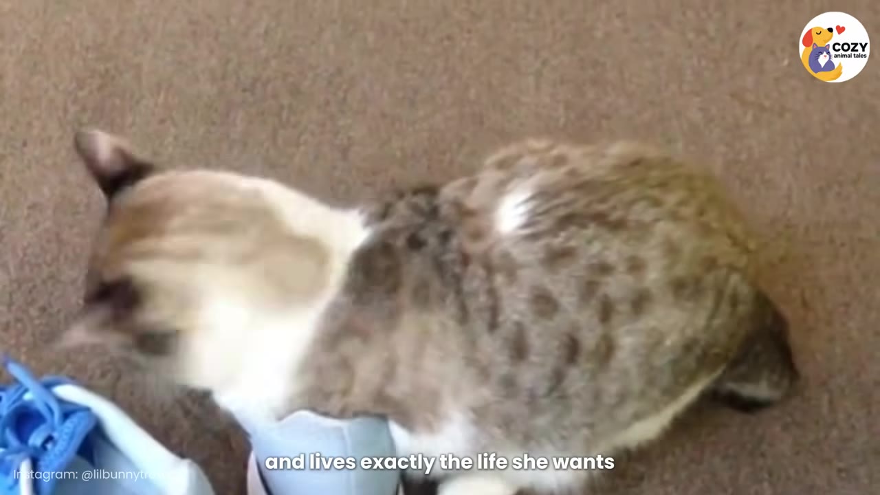 A brown and white spotted cat stands on a carpeted floor next to a blue shoe.