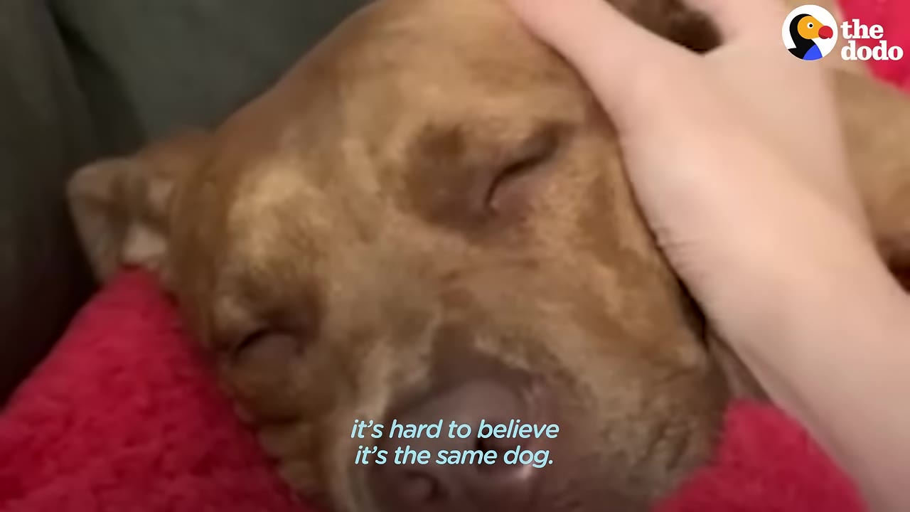 A close-up of a brown dog sleeping peacefully on a red blanket while a hand gently pets its head.