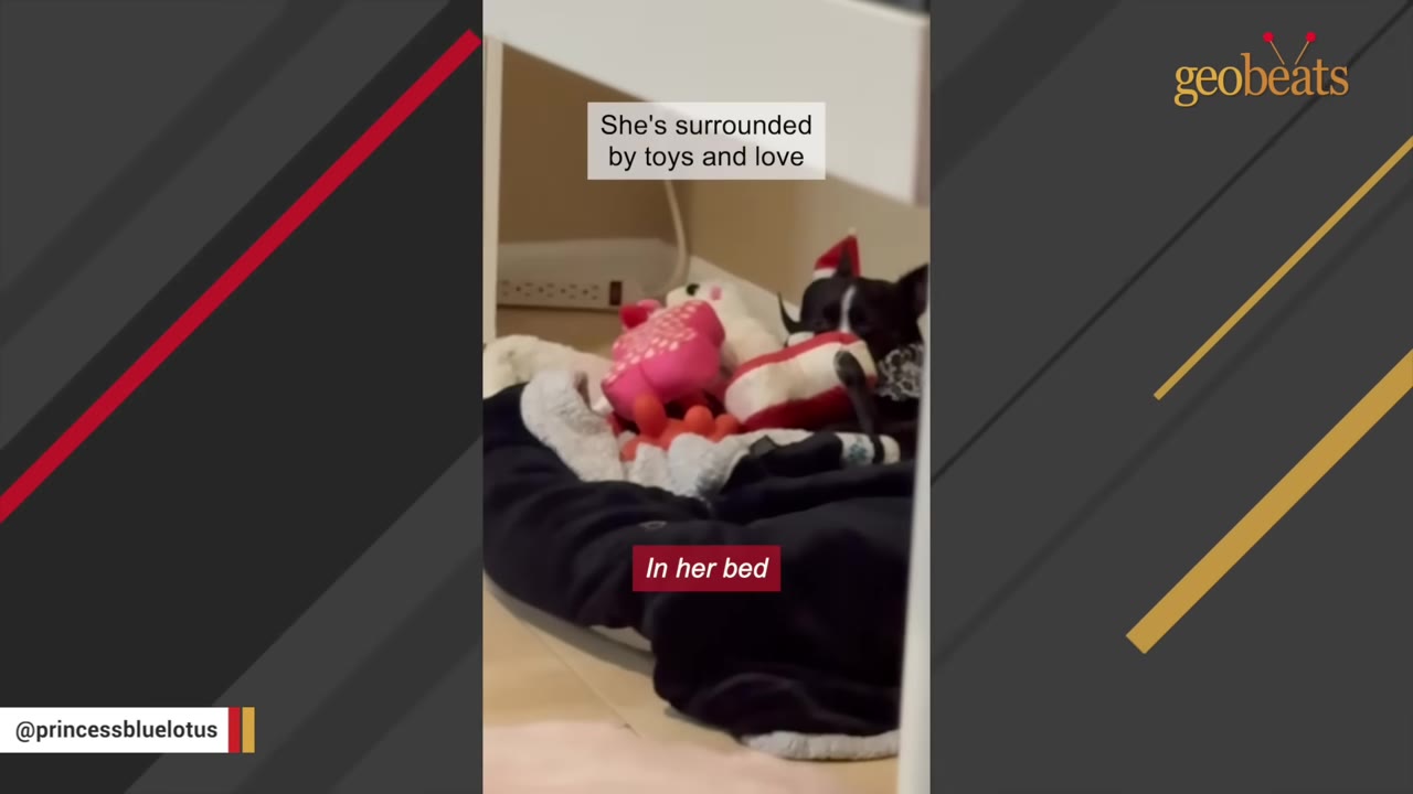 A small black and white dog wearing a tiny red hat lies in a dark dog bed surrounded by several plush toys, including a pink toy and a white toy.