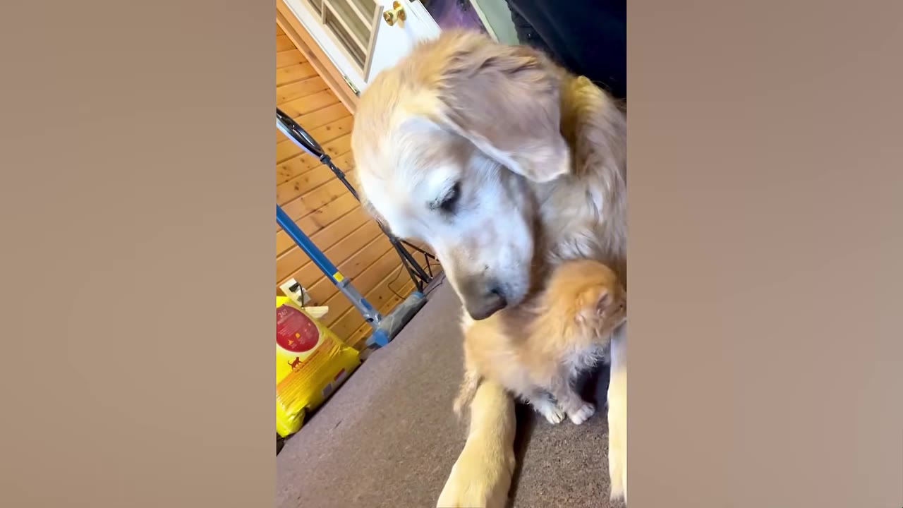 A golden retriever gently rests its head near a tiny orange kitten snuggled against its chest.