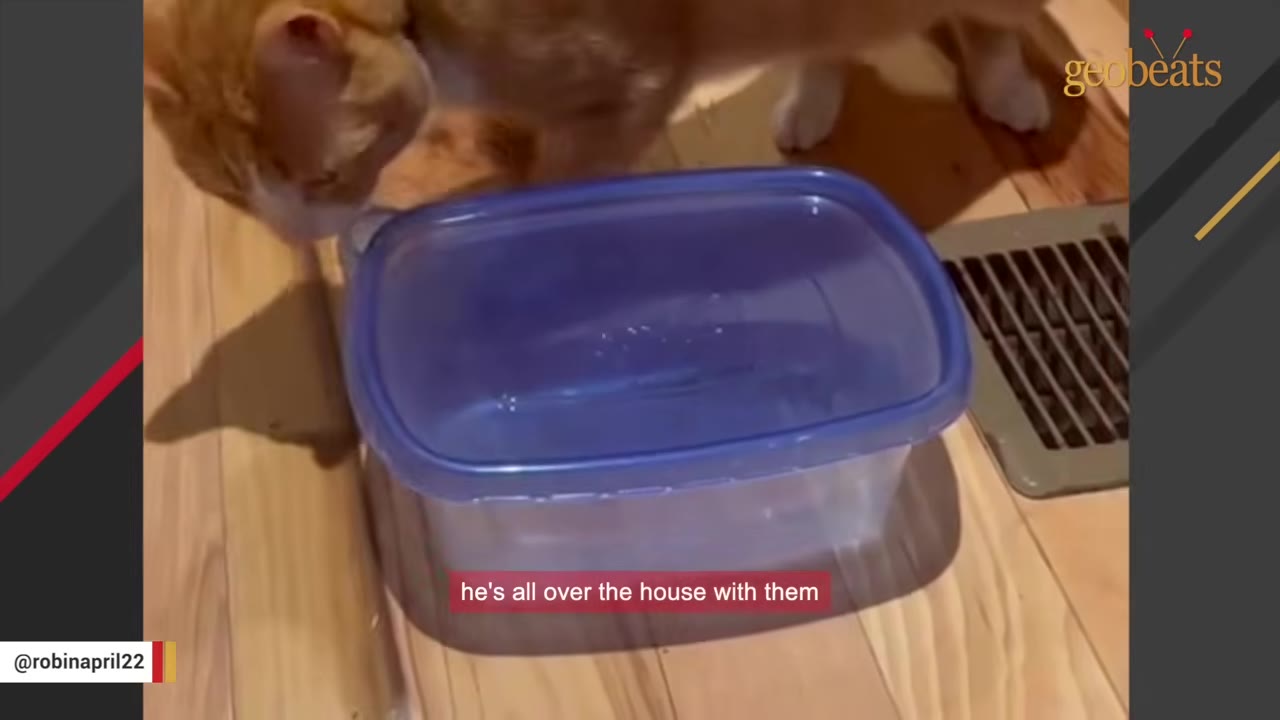 An orange and white cat stands on a wooden floor next to a clear plastic container with a blue lid.