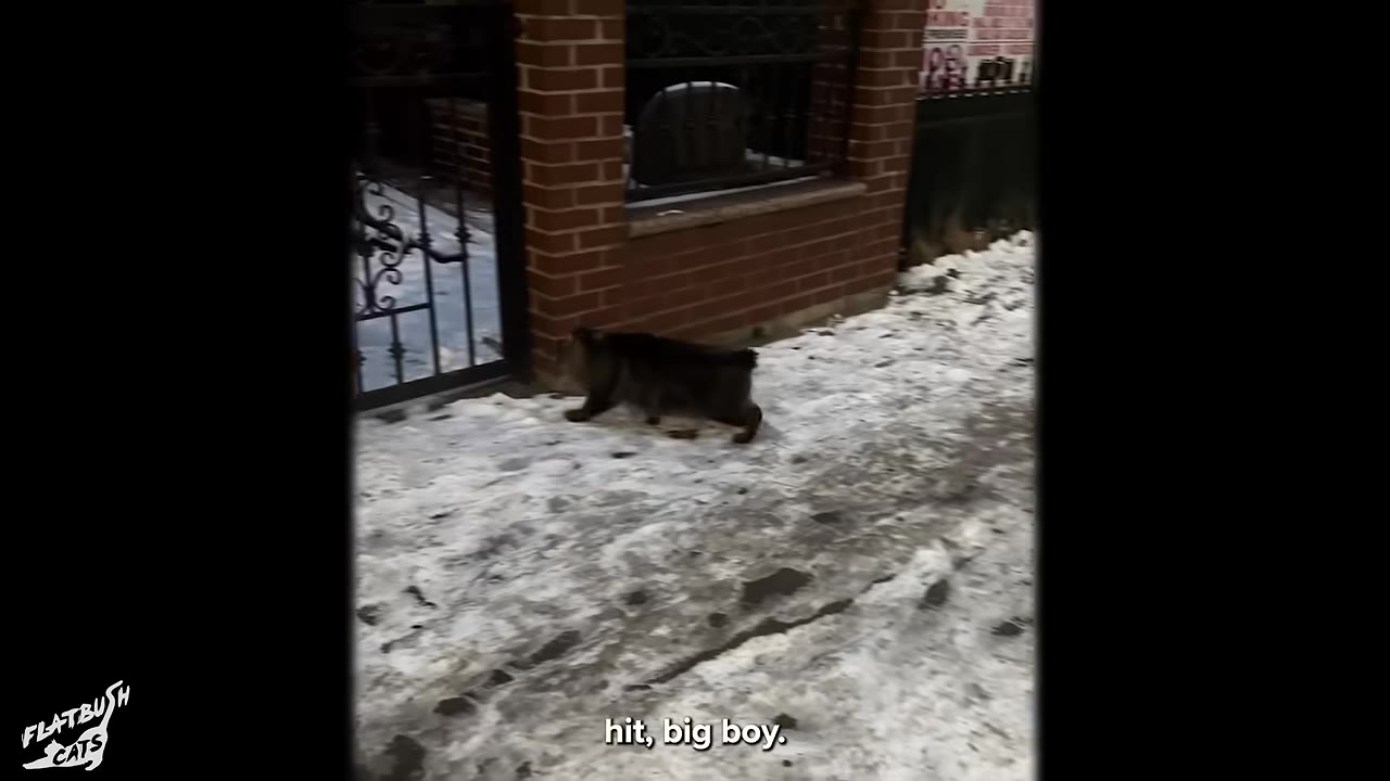 A dark-colored cat walks along a snowy sidewalk next to a brick building with a black metal gate.