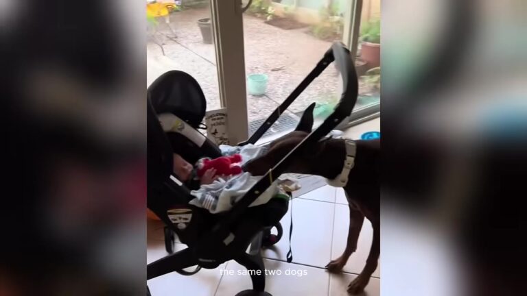 Nashville Family Thought Their Dogs Were Overprotective Of Their Baby Until One Terrifying Night