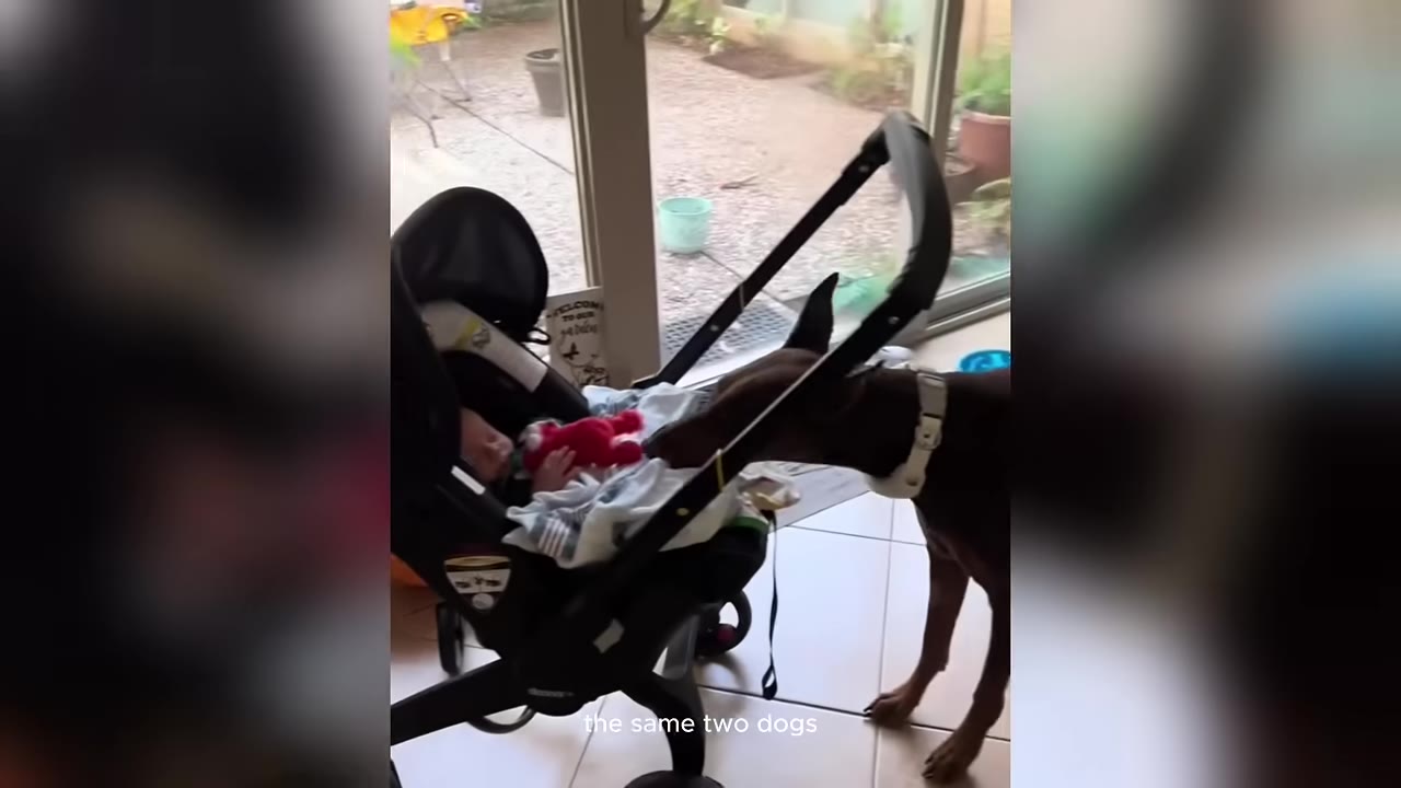 A baby resting in a car seat stroller near a glass door as a brown Doberman leans in close.