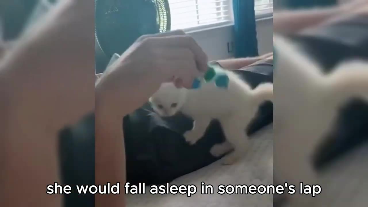 A small white kitten stands on a person's lap, looking at a toy held in their hand.