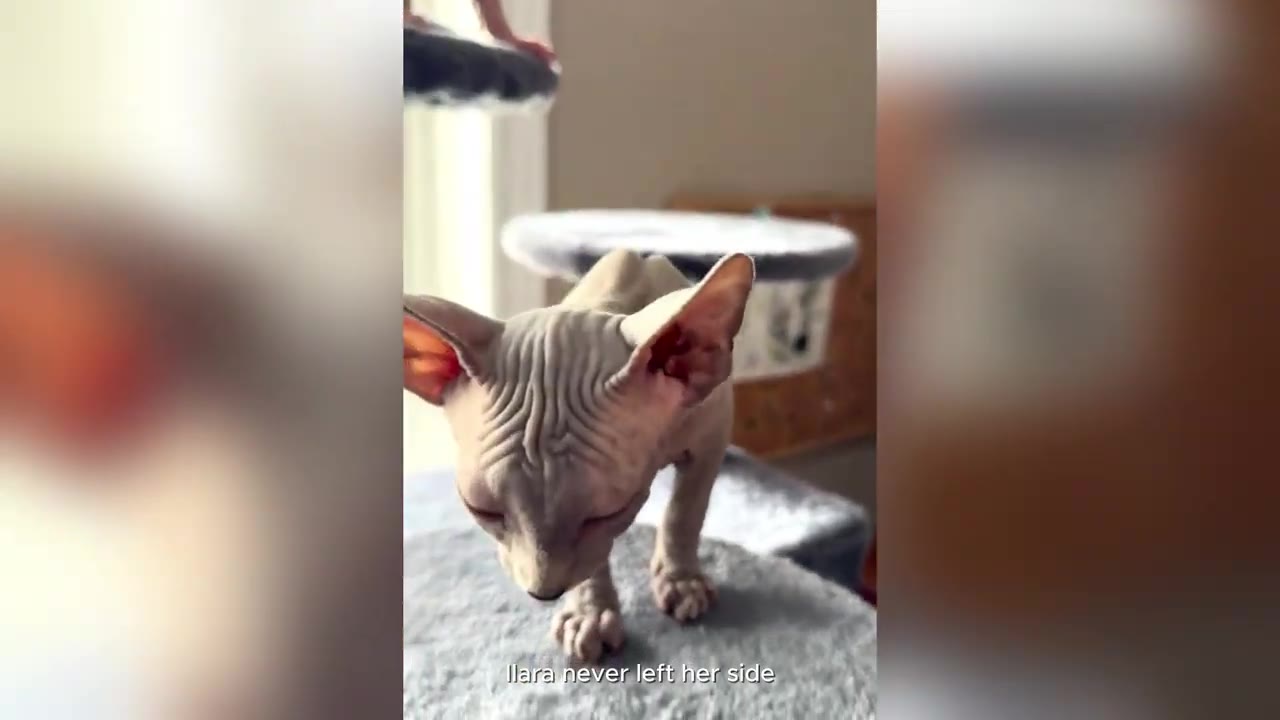 A hairless Sphynx cat stands confidently on a grey cat tree platform.