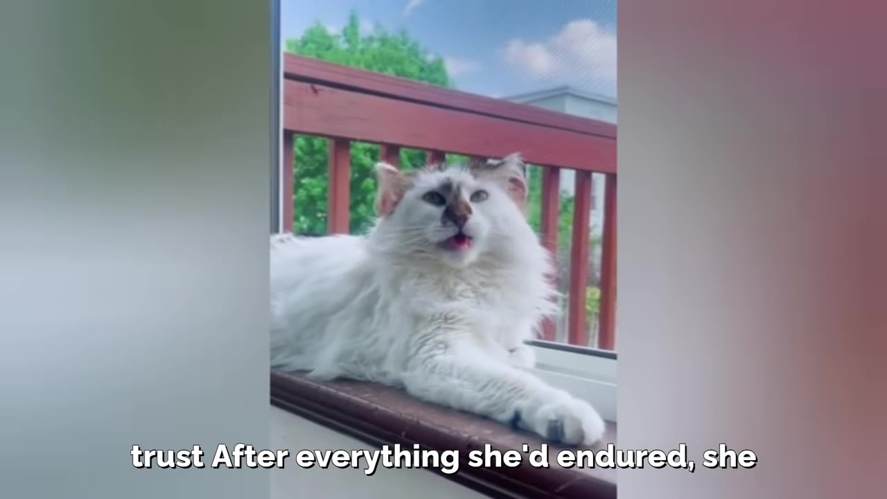 A fluffy white cat with brown markings on its face lies on a windowsill, looking out towards a wooden deck railing and green trees.