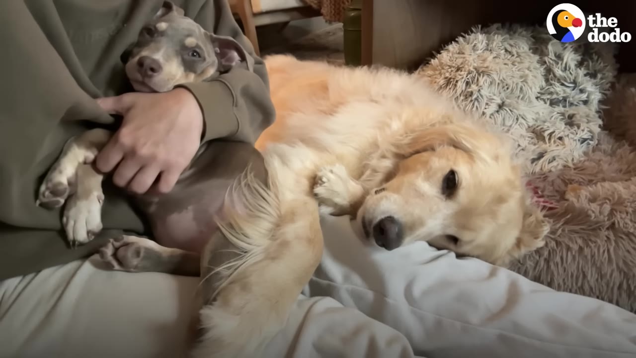 A small brown and tan puppy is cradled in a person's arms while a fluffy golden retriever lies peacefully beside them on a bed.