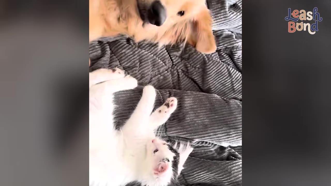 A golden retriever lies beside a small black-and-white kitten on a grey corduroy blanket, looking down affectionately.
