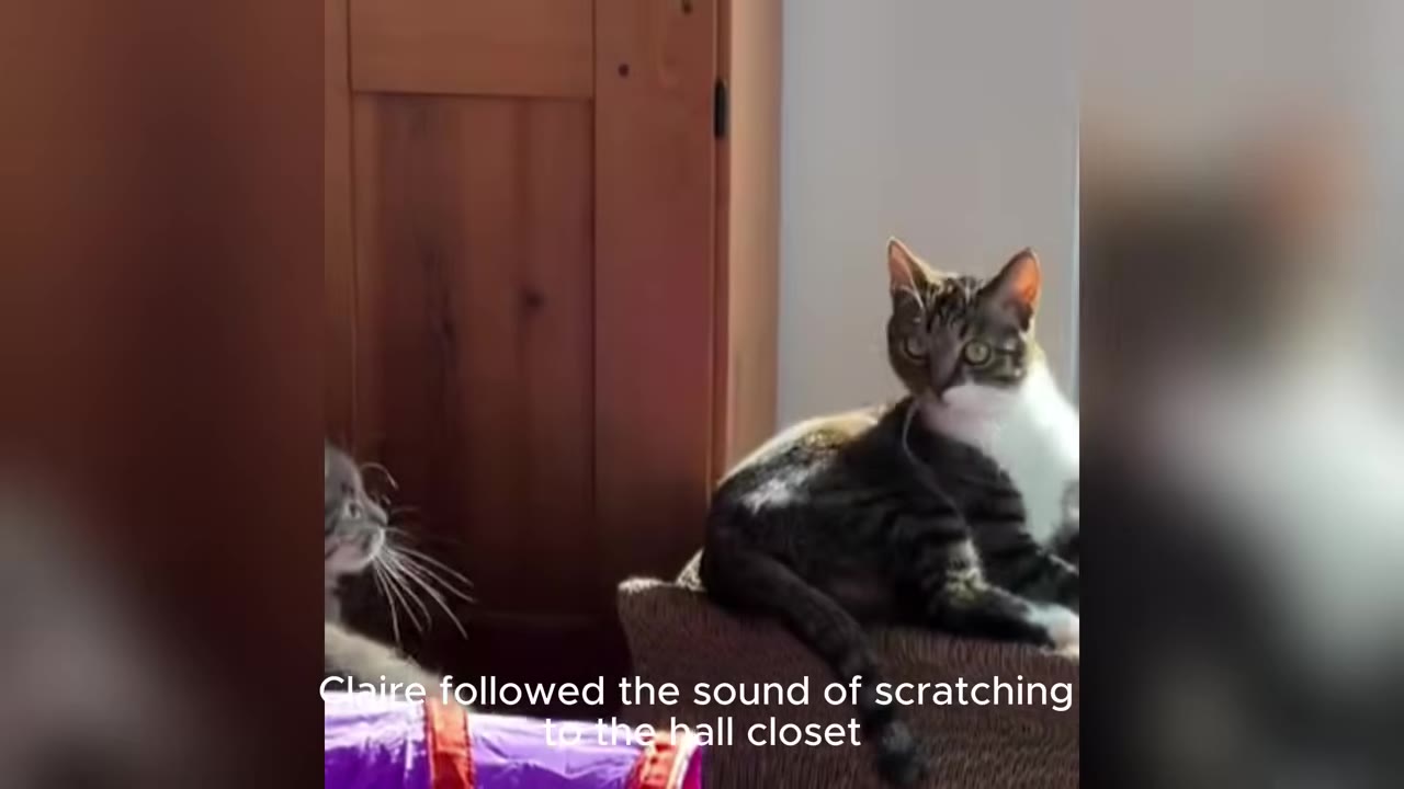 A tabby and white cat sits alertly on a scratching post next to a wooden cabinet, with text overlay reading 'Claire followed the sound of scratching to the hall closet'.