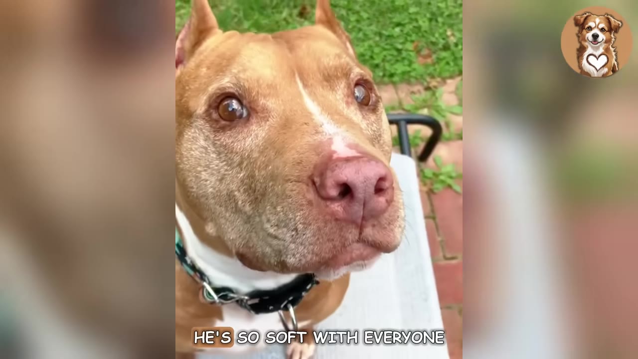A close-up shot of a tan and white pit bull-type dog looking up with gentle, expressive brown eyes.