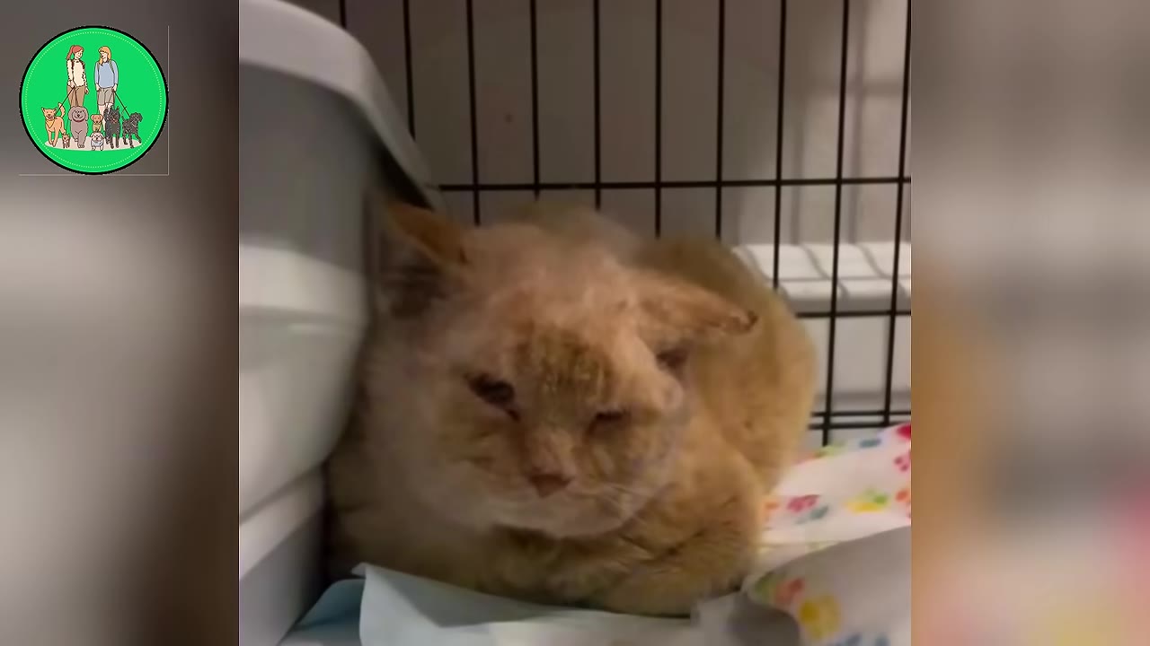 An orange cat named Swiss Roll sitting calmly inside a cage on a soft blanket.