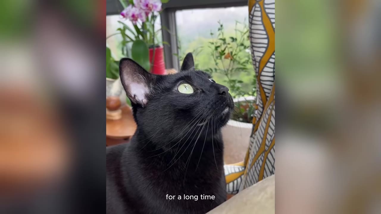 A close-up of a black cat with wide green eyes looking upward attentively.