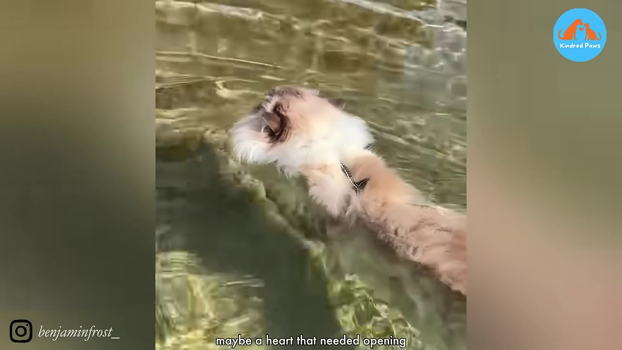 A fluffy long-haired cat swimming in clear, shallow water.