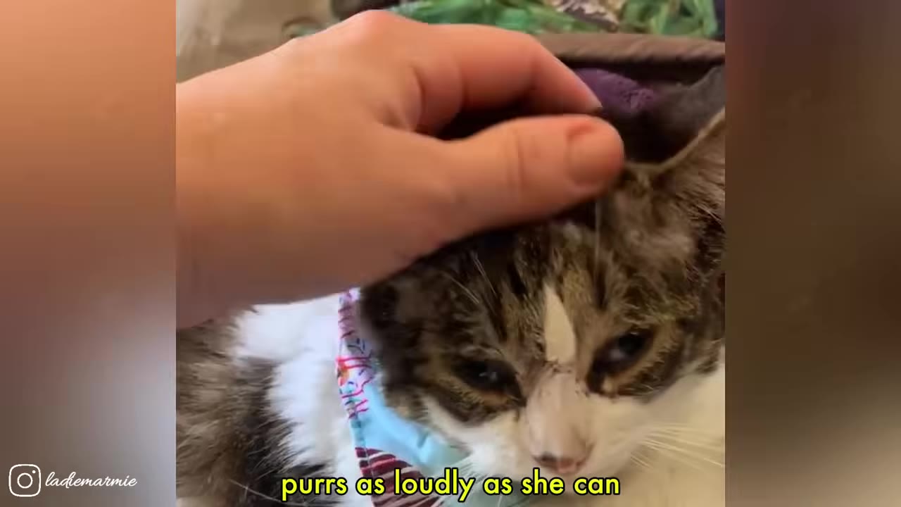 A close-up shot of a hand gently petting a brown and white tabby cat wearing a blue collar.