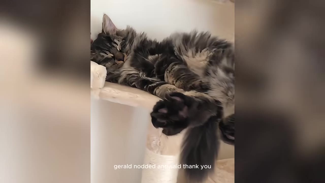 A fluffy, long-haired tabby cat sleeping peacefully on a beige cat tree.