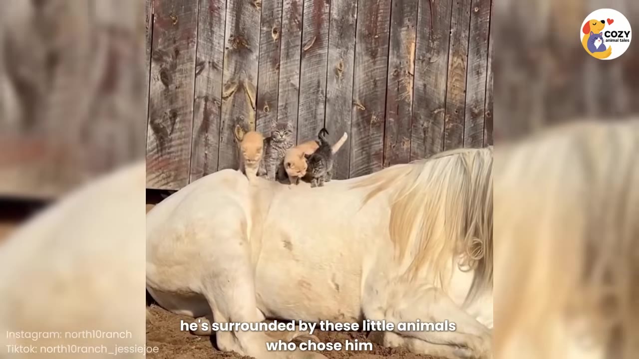 A light-colored horse lies on the ground in front of a wooden fence, with four small kittens standing on its back.