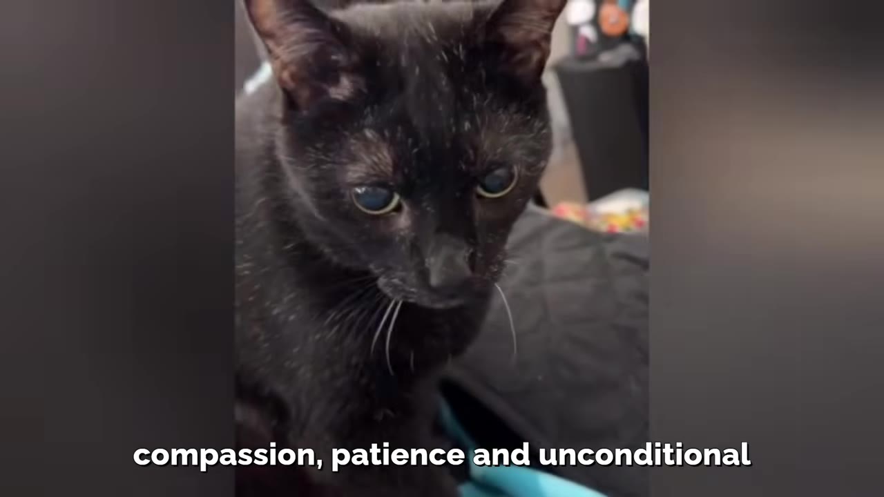 A close-up shot of a black cat looking forward with its green eyes visible.