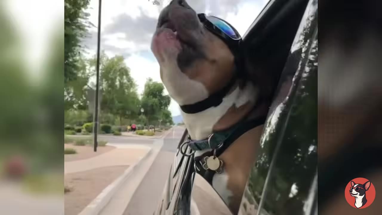 A brown and white dog wearing protective goggles sticks its head out of a moving car window, tilting its head back with its mouth open as if howling.