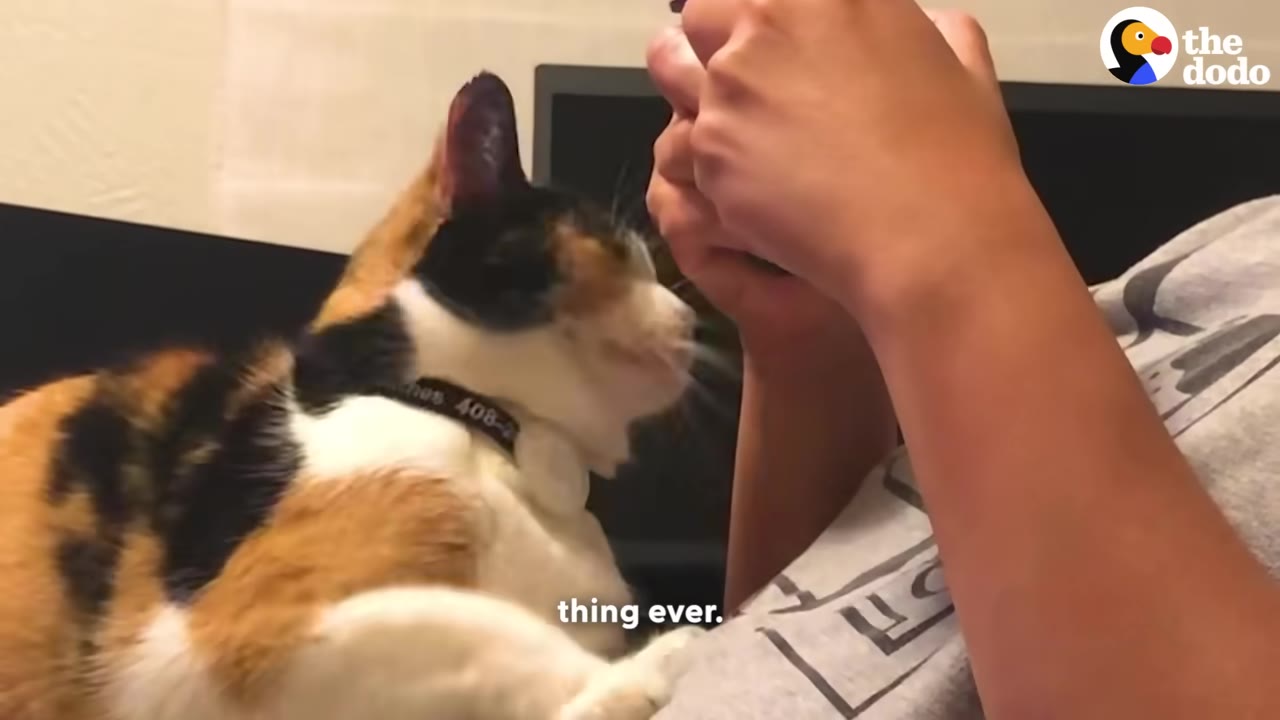 A calico cat looks up affectionately at a person's hands as they sit together.