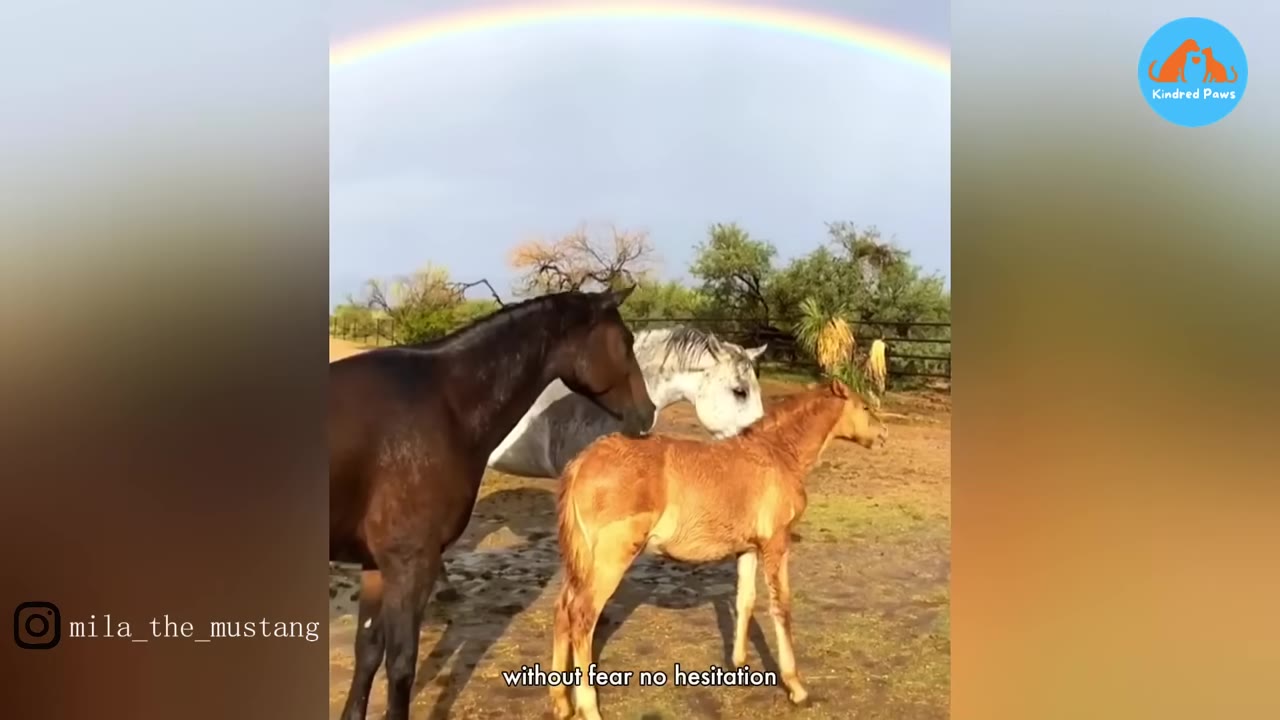 A light brown foal stands with a dark brown horse and a white horse in a muddy field under a bright rainbow arching across the sky.