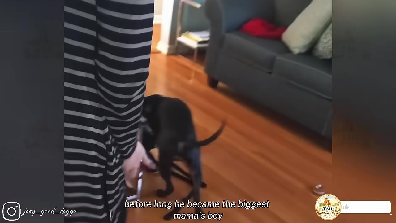 A dark-furred dog stands on a wooden floor inside a living room, wagging its tail near a person wearing a black and white striped shirt.