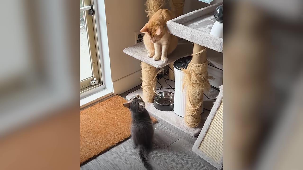 An orange cat sitting on a cat tree looks down at a small grey kitten standing on the floor below.