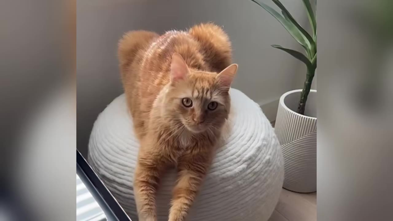 An orange long-haired cat lies on a white textured pouf next to a potted plant, looking directly at the camera.