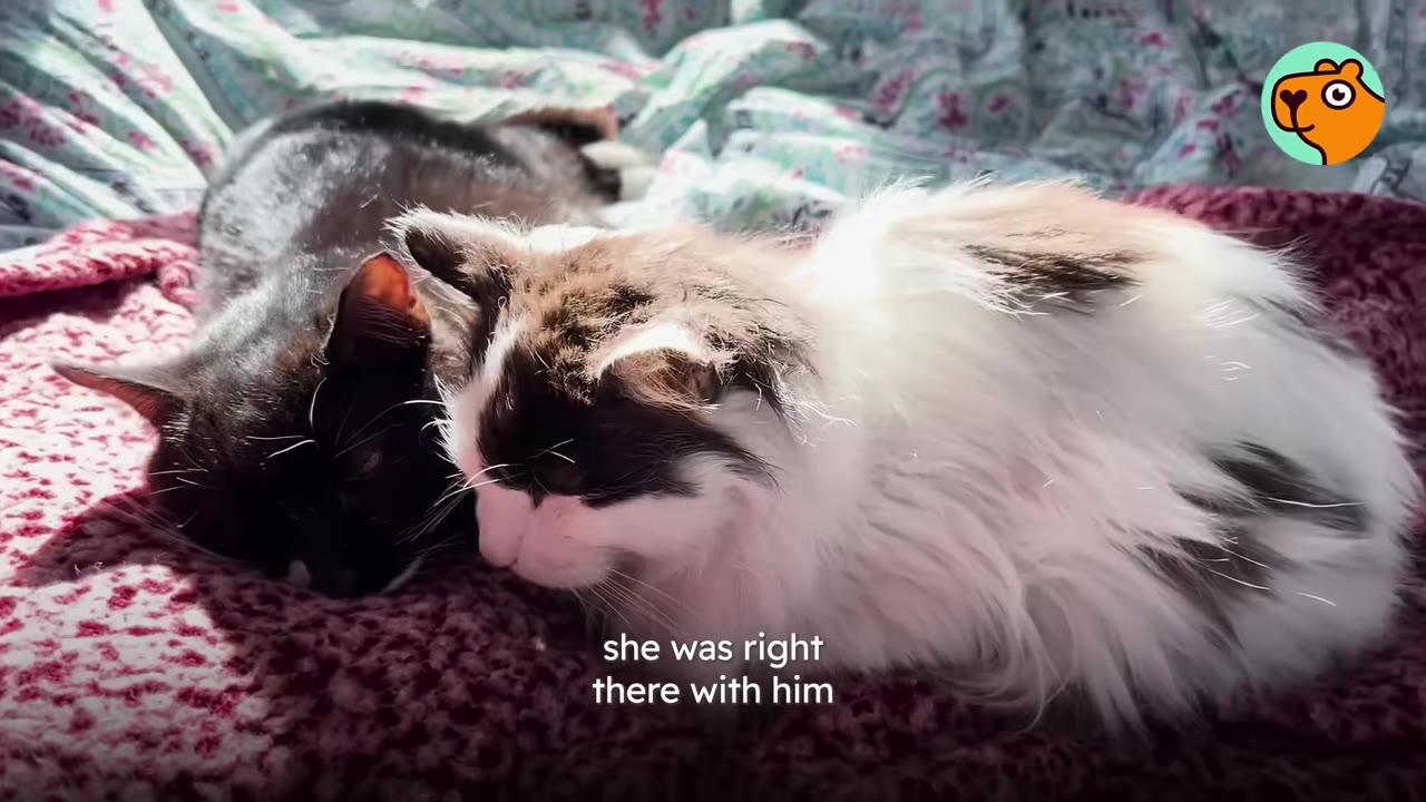 A fluffy black-and-white cat and a black cat lie close together on a patterned blanket.