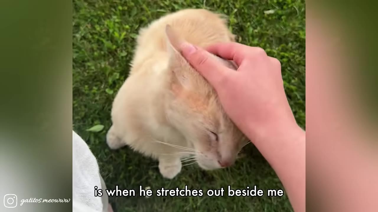 A light orange cat sits on green grass, closing its eyes peacefully as a person's hand gently pets its head.