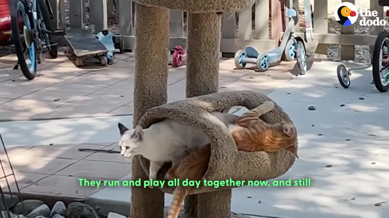 An orange tabby cat and a light-colored cat play and rest together on a carpeted cat tree outdoors.