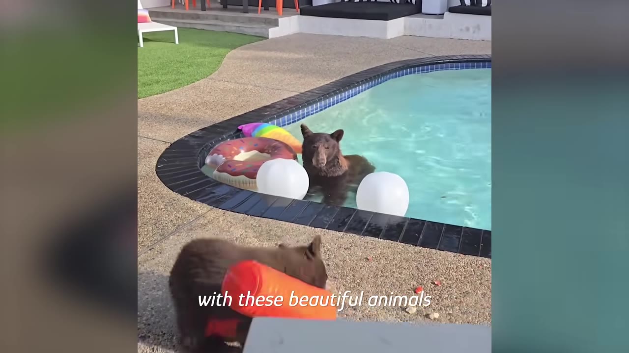 A brown bear cools off in a backyard swimming pool next to colorful inflatable pool floats, while a smaller bear cub stands on the pool deck.