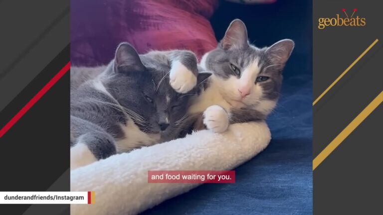 Woman Takes In Arizona Shelter’s Longest Resident, But It’s Her Other Cat Who Unlocks The Feline’s Heart