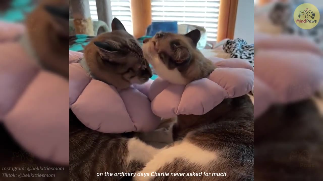 Two cats wearing soft, pink flower-shaped collars snuggle close together, with one cat gently nuzzling the other's face.