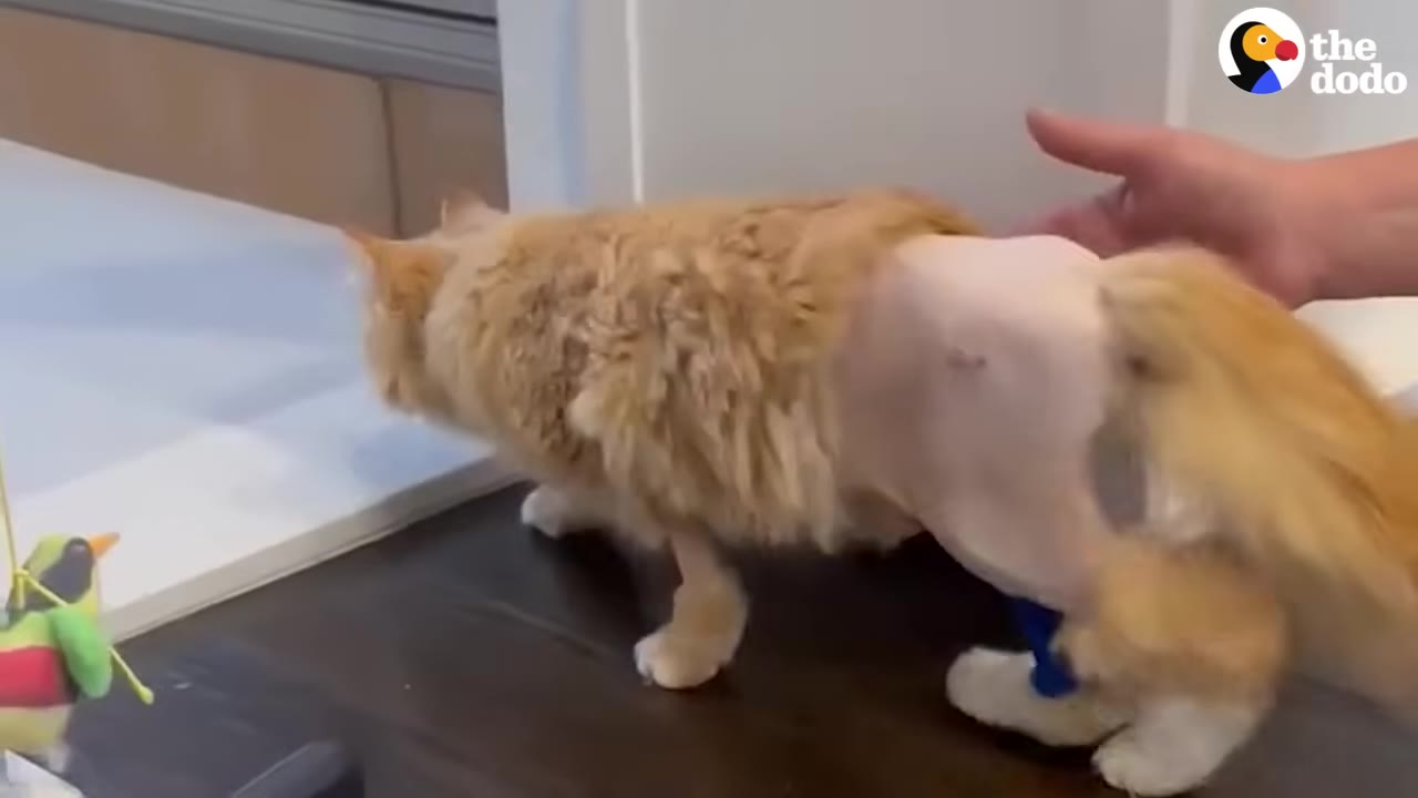 An orange cat with a shaved midsection from surgery stands on a dark table as a hand gently touches its back.