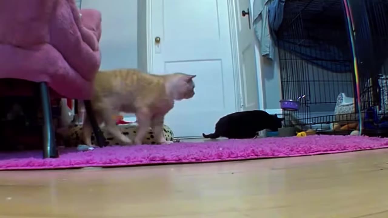 An orange cat walks across a pink rug in a room next to a black cat.