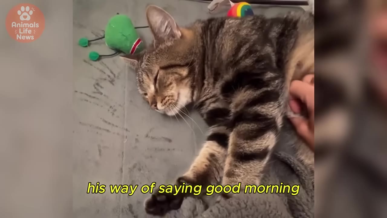 A tabby cat named Bagel lies comfortably on a grey surface, eyes closed contentedly, as a hand gently pets his side.