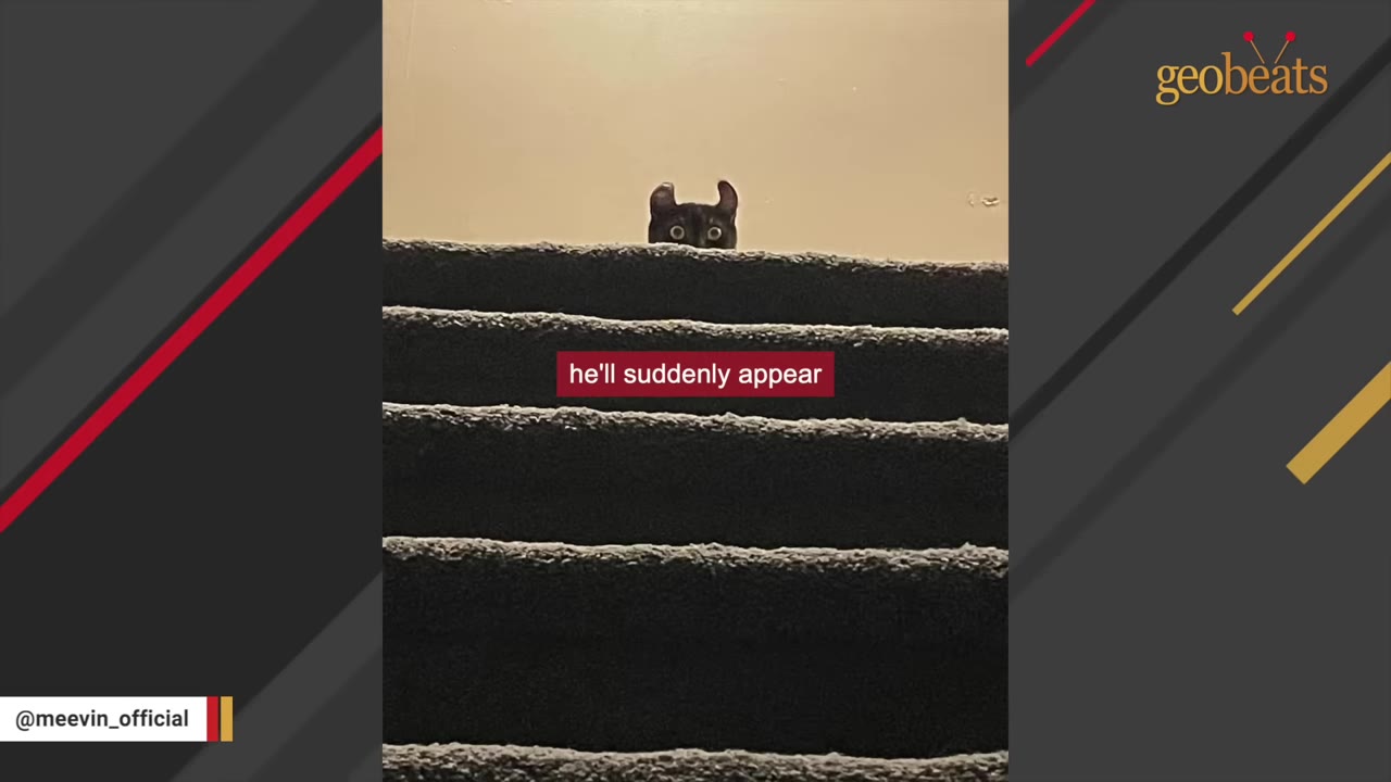 A black cat with curled ears peeks over the top of carpeted stairs.