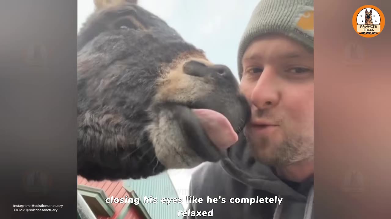 A close-up of a dark-colored donkey gently licking the cheek of a man wearing a grey beanie, showing a soft and affectionate moment.