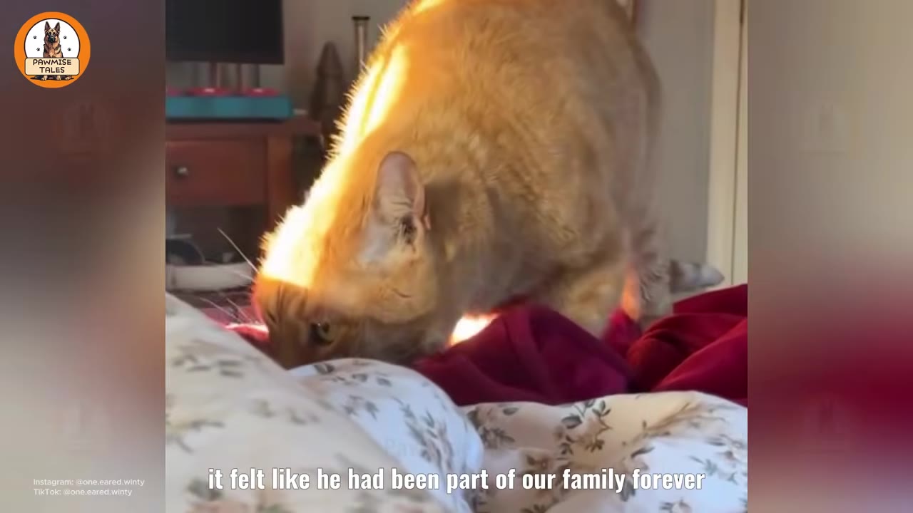 An orange tabby cat with one ear stands on a bed, leaning forward affectionately towards the camera.