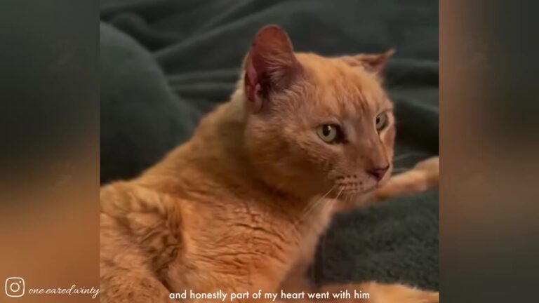 Virginia Woman Finds Exhausted Street Cat At Night And Gives Him The Final Chapter He Deserved