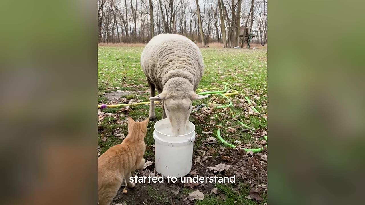 An orange cat stands on a grassy field next to a white bucket, watching a fluffy white sheep drink water from it, with a line of bare trees in the background.