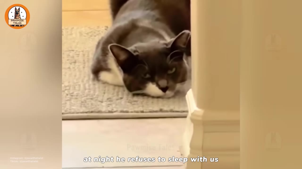 A grey and white cat lies flat on a small rug on the floor, looking directly at the camera.