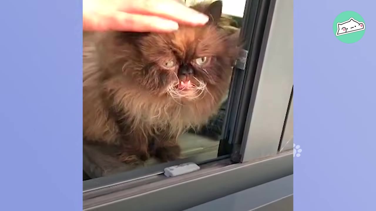 A fluffy, brown Persian cat with a unique underbite is gently petted on the head by a human hand near a window.