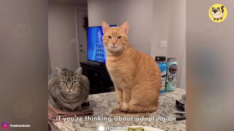 Pennsylvania Husband Surprises Wife With Two Rescue Cats, Then They Choose Their Favorite Human