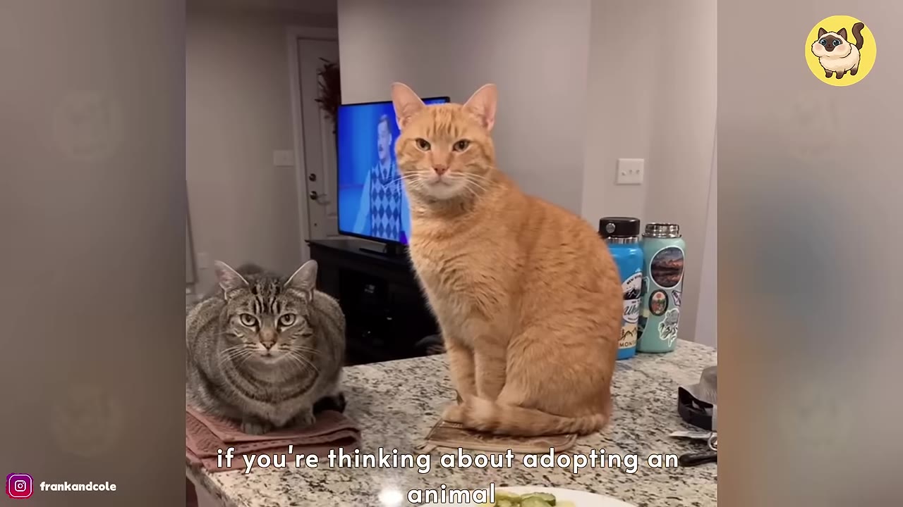 An orange tabby cat and a grey striped tabby cat sitting side-by-side on a kitchen counter.