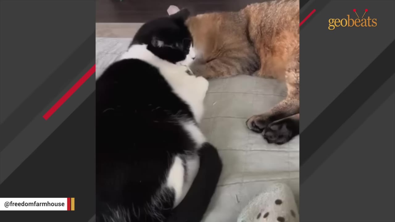 A black and white cat and a brown tabby cat lie close together on a light-colored blanket, gently touching their heads together.