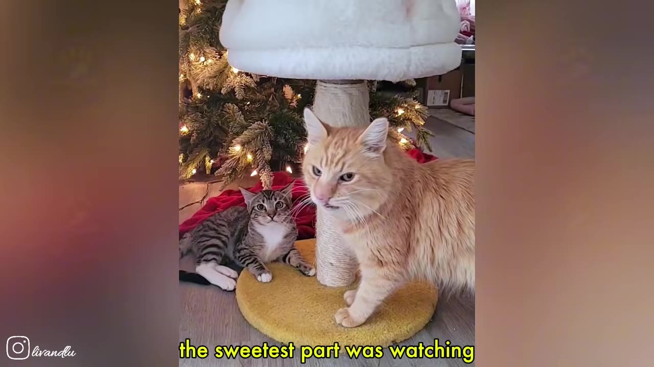 An orange cat stands next to a cat tree while a tabby cat sits behind it, with a lit Christmas tree in the background.